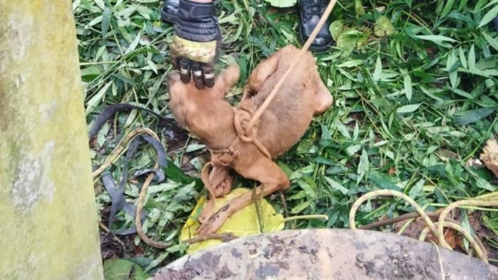 Aksi Damkar Ciamis Selamatkan Seekor Anjing yang Jatuh ke Sumur