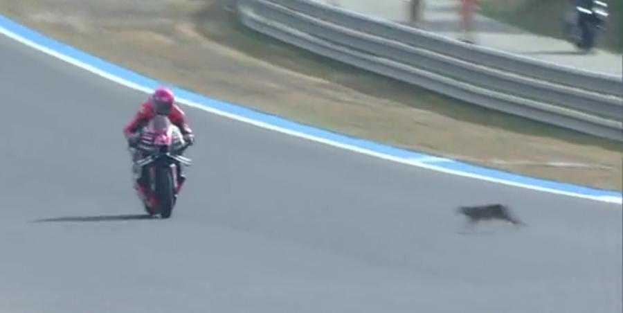 Aleix Espargaro hampir tabrak kucing.