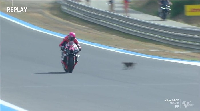 Aleix Espargaro hampir tabrak kucing.