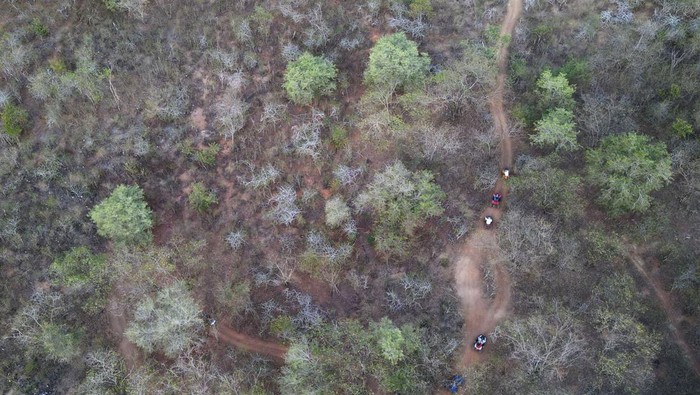 Pengunjung melintas di sekitar kawasan pepohonan dan rerumputan yang mengering saat berwisata dengan motor ATV di Palu, Sulawesi Tengah, Sabtu (29/4/2023). Suhu panas yang terjadi dalam beberapa waktu terakhir menyebabkan kawasan hutan kota tersebut mengering. ANTARA FOTO/Mohamad Hamzah/foc.