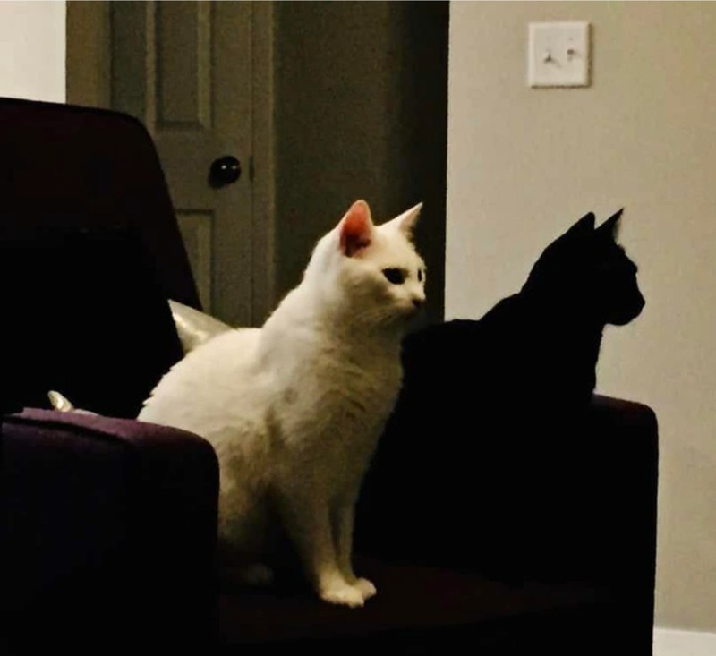 fotoinet Kumpulan Foto Ilusi yang Membingungkan Mata