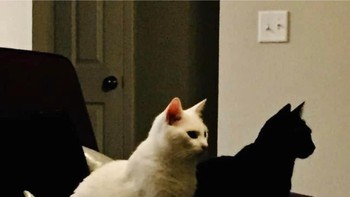 Bukan bayangan kucing putih, tapi ini beneran ada dua kucing salah satunya warna hitam. Foto: Brightside