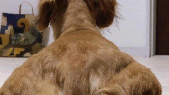 Anjingnya sepertinya gemar fitnes. Foto: Brightside