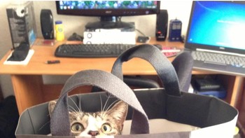 Begini jika si kucing punya badan berotot. Foto: Brightside