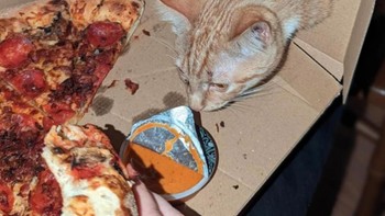 Demi makanan, si kucing pun sampai tembus kardus. Foto: Brightside