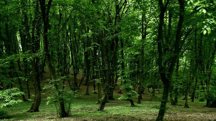 fotoinet Kumpulan Hutan di Dunia Menyeramkan dan Penuh Misteri
