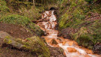 Hutan Blairadam, yang pernah menampung tambang batu bara dan kota pertambangan di zaman Victoria, adalah hutan yang menakutkan di Skotlandia. Pengunjung ke hutan ini telah melaporkan kejadian aneh, termasuk merasa kesal secara tidak rasional atau melihat anjing mereka menjadi ketakutan.  Foto: Boredpanda