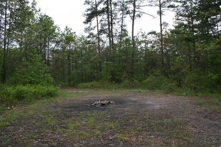 fotoinet Kumpulan Hutan di Dunia Menyeramkan dan Penuh Misteri
