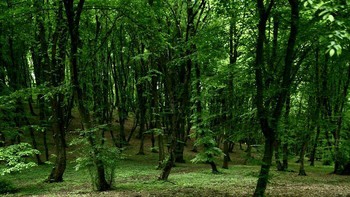 Hutan Hoia Baciu, yang terletak dekat dengan kota Cluj-Napoca di Rumania, sering dikaitkan dengan fenomena paranormal dan dikenal sebagai Segitiga Bermuda di Rumania. Ribuan orang mengaku mengalami berbagai gejala misterius setelah memasuki hutan tersebut mulai dari sakit kepala hingga mual. Tidak diketahui apakah ini karena sugesti atau penyebab sebenarnya yang tak terduga. Foto: Boredpanda