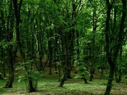 Kumpulan Hutan di Dunia Menyeramkan dan Penuh Misteri