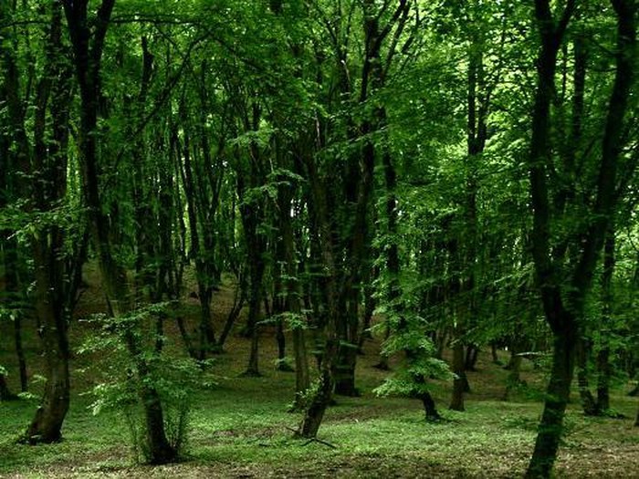 fotoinet Kumpulan Hutan di Dunia Menyeramkan dan Penuh Misteri