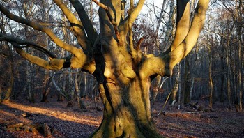 Hutan Epping seluas 6.000 hektar, yang membentang dari London timur hingga Essex, menjadi latar belakang kekejaman nyata yang menjadi tempat persembunyian para penjahat atau lokasi untuk menguburkan korban yang terbunuh. Foto: Boredpanda