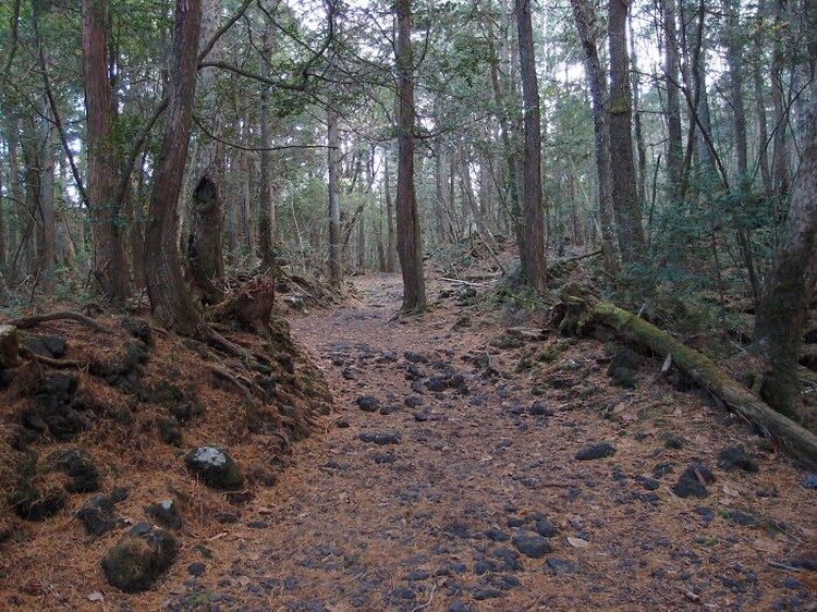 fotoinet Kumpulan Hutan di Dunia Menyeramkan dan Penuh Misteri
