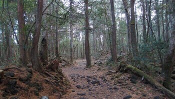 Hutan Aokigahara di Jepang yang dikenal sebagai hutan bunuh diri.  Foto: Boredpanda