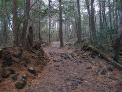 Kumpulan Hutan di Dunia Menyeramkan dan Penuh Misteri