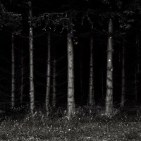 fotoinet Kumpulan Hutan di Dunia Menyeramkan dan Penuh Misteri