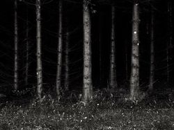 Kumpulan Hutan di Dunia Menyeramkan dan Penuh Misteri
