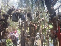 Kumpulan Hutan di Dunia Menyeramkan dan Penuh Misteri