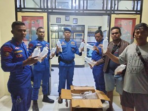 Bawa Ribuan Benih Lobster, Pria Asal Bali Diciduk di Pelabuhan Lembar
