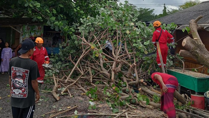 BPBD Karangasem menangani pohon tumbang di wilayah Ujung Pesisi, Desa Tumbu akibat angin kencang Sabtu (29/4/2023)