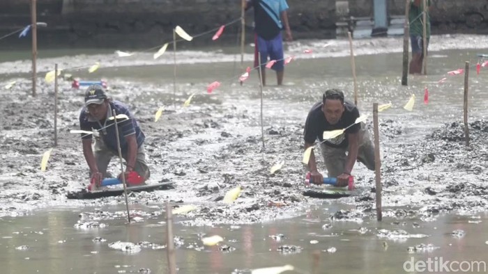 Tradisi lomba Ski Lot di Pasuruan saat Lebaran Ketupat.