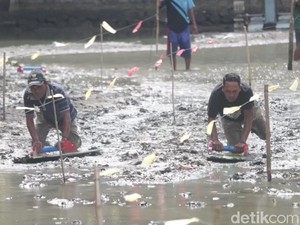 Melihat Tradisi Skilot Pasuruan yang Sempat Terhenti gegara Pandemi