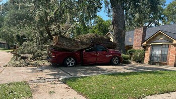Kecerobohan penebang pohon berujung runyam. Foto: Bored Panda