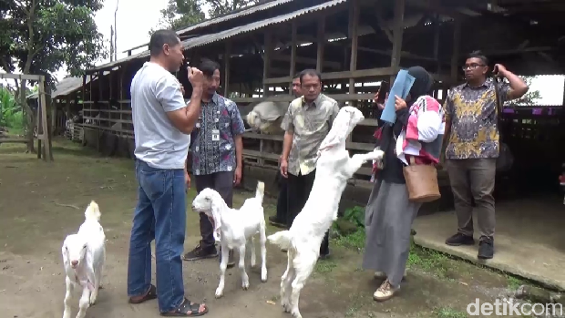 Wisata edukasi peternakan kambing di Lumajang