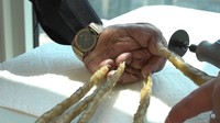 Shridhar Chillal asal India merupakan pria pemegang rekor dunia dengan kuku terpanjang di satu tangan. Panjang kuku di tangan kirinya itu mencapai 909,6 cm. Shridhar mendapat rekor tersebut pada 2014 (Foto: YouTube Guinness World Records).