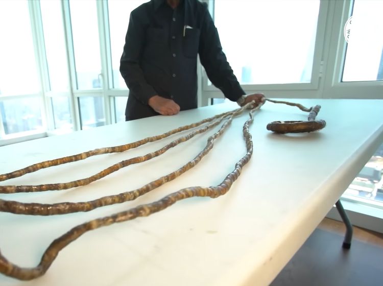 Penampakan Rekor Kuku Terpanjang di Dunia, Nyaris 10 Meter!