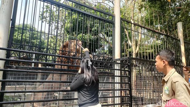 Sensasi Beri Makan Singa di Taman Satwa Cikembulan Garut