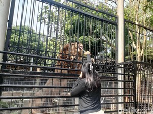 Sensasi Beri Makan Singa di Taman Satwa Cikembulan Garut
