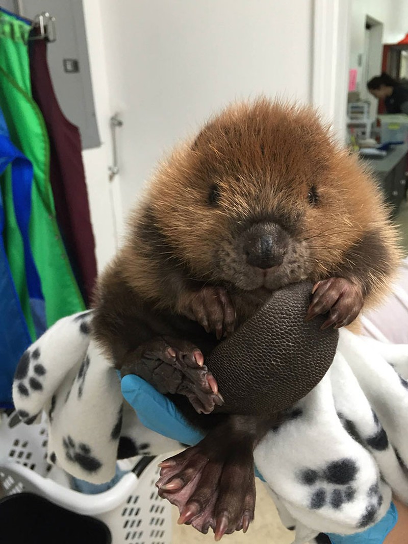 fotoinet Potret Lucu Bayi Hewan Bikin Gemas