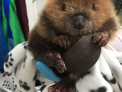 Gemas! Potret Bayi Hewan Lucu Banget