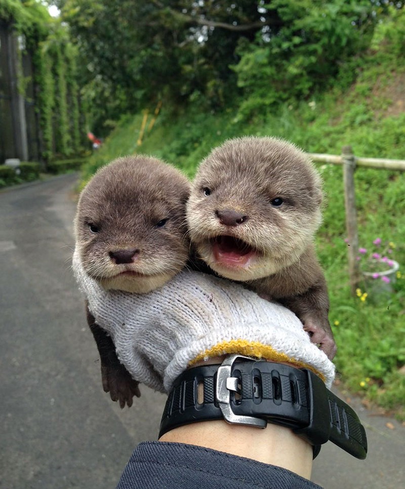 fotoinet Potret Lucu Bayi Hewan Bikin Gemas