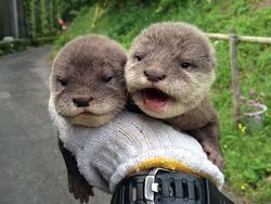 Gemas! Potret Bayi Hewan Lucu Banget