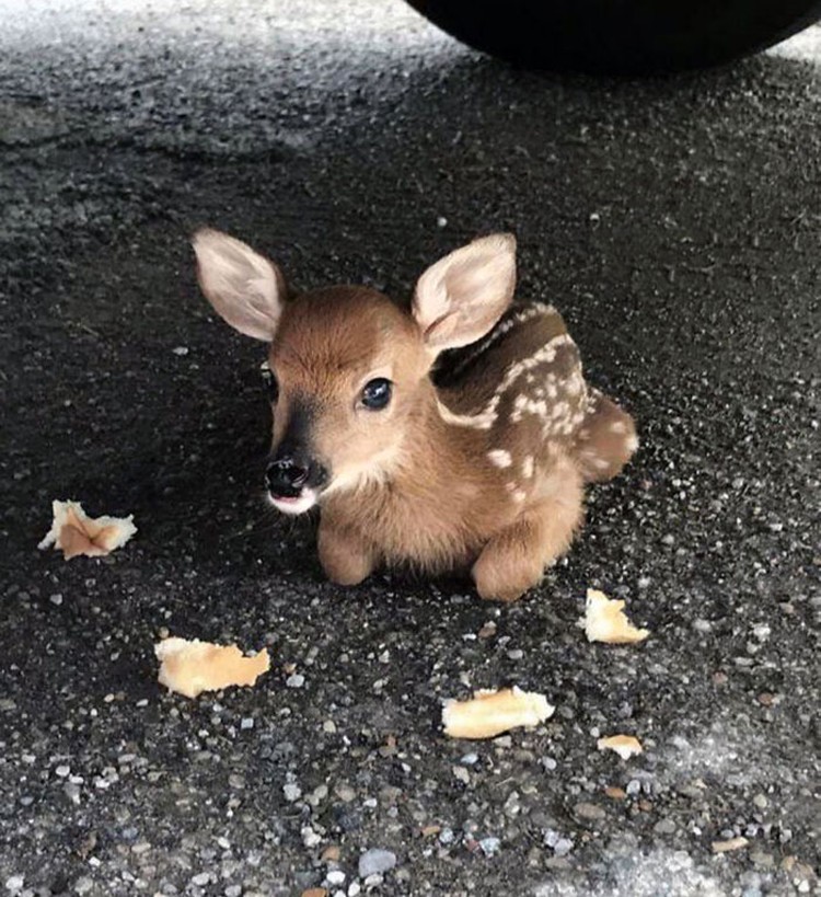 fotoinet Potret Lucu Bayi Hewan Bikin Gemas