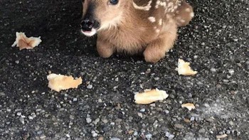 Bayi rusa yang lagi berteduh di bawah mobil. Foto: Boredpanda