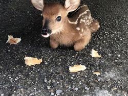 Gemas! Potret Bayi Hewan Lucu Banget