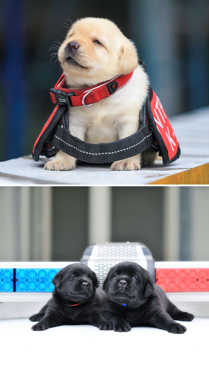 fotoinet Potret Lucu Bayi Hewan Bikin Gemas