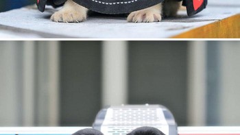 Dua anak anjing beda warna menggemaskan. Foto: Boredpanda