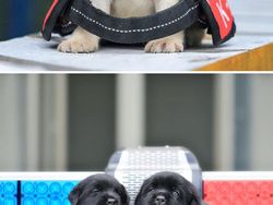 Gemas! Potret Bayi Hewan Lucu Banget