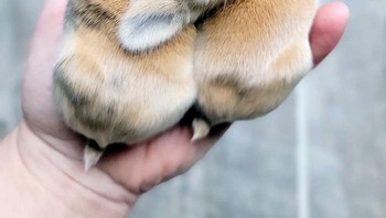 Kiyuuut banget bayi kelinci. Foto: Boredpanda