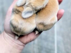 Gemas! Potret Bayi Hewan Lucu Banget