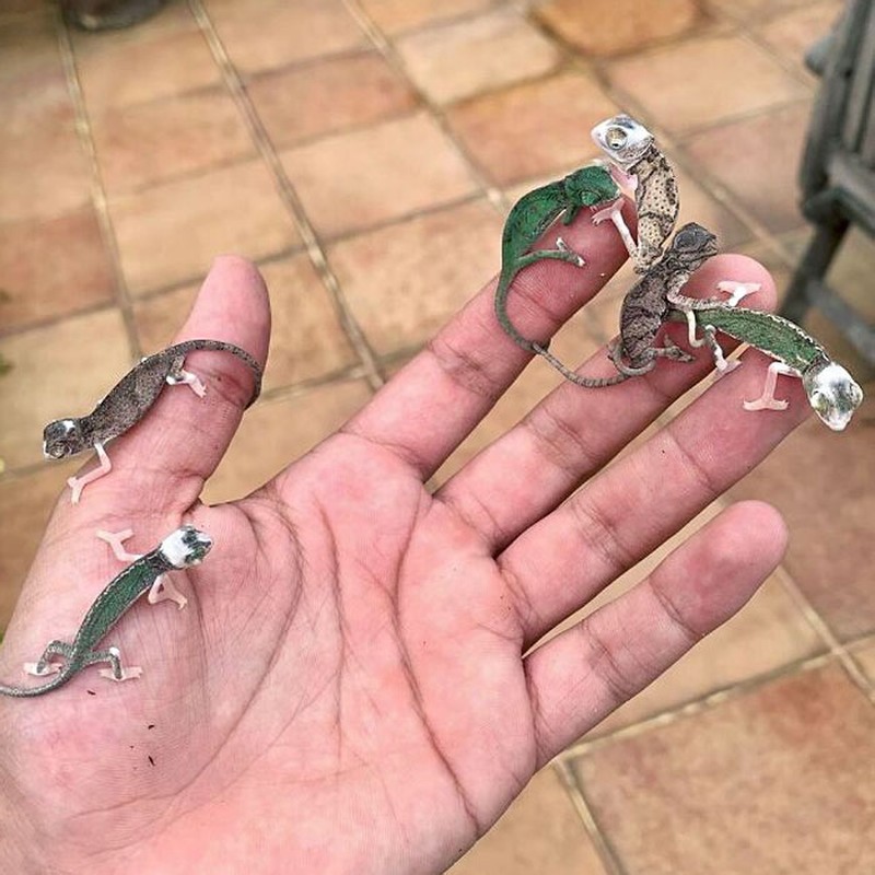 fotoinet Potret Lucu Bayi Hewan Bikin Gemas