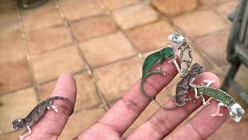 Bayi-bayi bunglon. Foto: Boredpanda