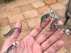 Gemas! Potret Bayi Hewan Lucu Banget