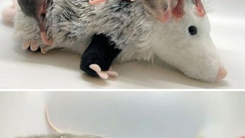 Bayi-bayi hamster (atas) dan yang sudah tumbuh besar (bawah). Foto: Boredpanda