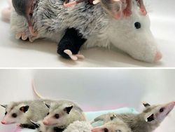 Gemas! Potret Bayi Hewan Lucu Banget