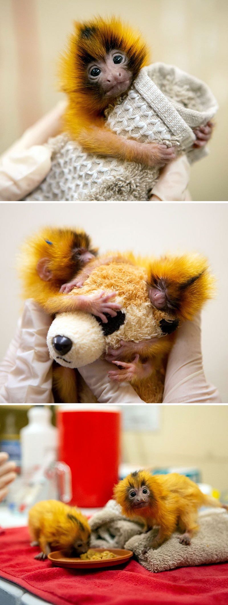 fotoinet Potret Lucu Bayi Hewan Bikin Gemas